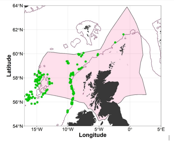Map of the EEZ of Scotland showing records for the Blackmouth catshark (Galeus melastomus) from SIAMISS and deep-water fisheries surveys undertaken by Marine Directorate 1996-2019.
