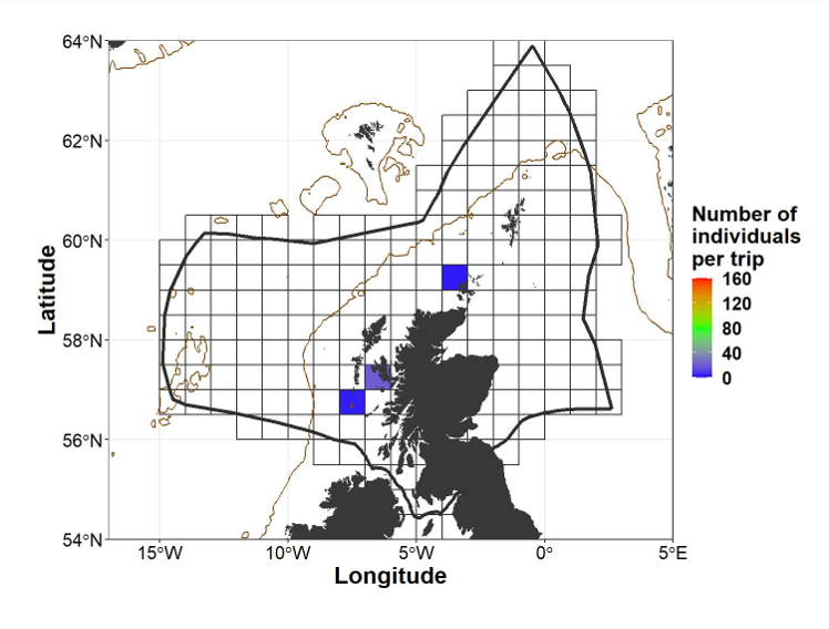 Map of the EEZ of Scotland showing discard data recorded from commercial fishing vessels in International Council for the Exploration of the Sea (ICES) rectangles for Blackmouth catshark (Galeus melastomus) from 2014 to 2018. Data is filtered to exclude information in rectangles where three vessels or less operate. Values are presented as individuals per trip. 