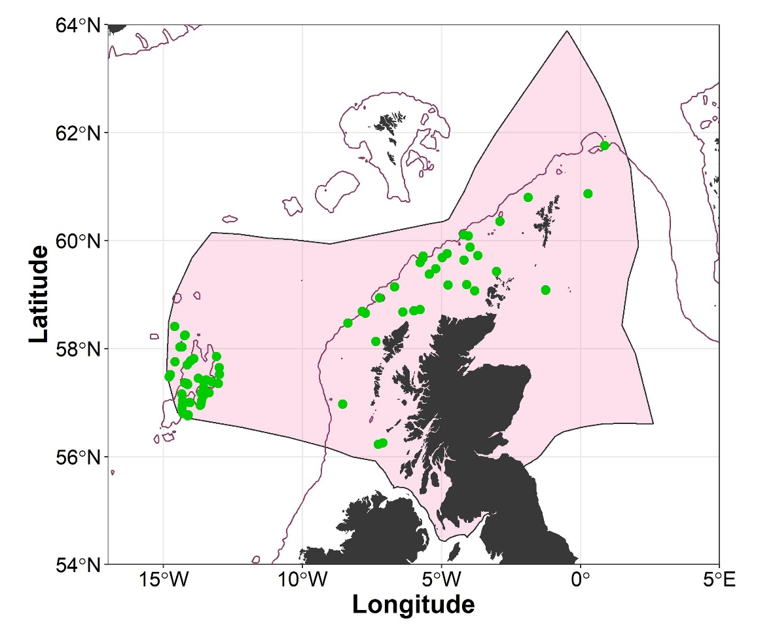 Map of the EEZ of Scotland showing records for Common blue skate (Dipturus batis) from SIAMISS and deep-water fisheries surveys undertaken by Marine Directorate 1996-2019.  