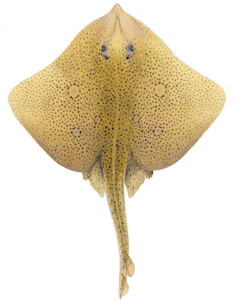 Blonde Ray - Illustrations of sharks and skate by Dietrich donated by the Scottish Sea Angling Conservation Network