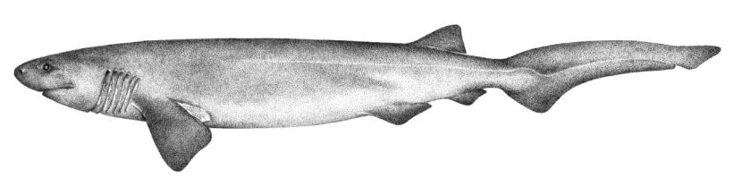 Bluntnose sixgill shark - Illustrations of sharks and skate by Dietrich donated by the Scottish Sea Angling Conservation Network