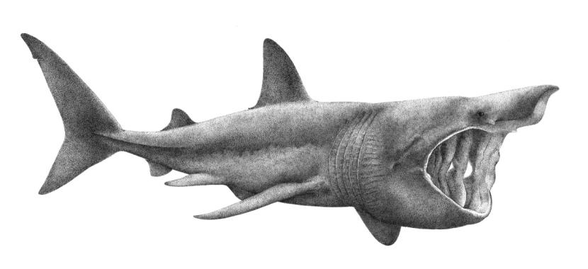 Basking Shark - Illustrations of sharks and skate by Dietrich donated by the Scottish Sea Angling Conservation Network