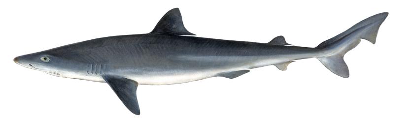 Tope - Illustrations of sharks and skate by Dietrich donated by the Scottish Sea Angling Conservation Network