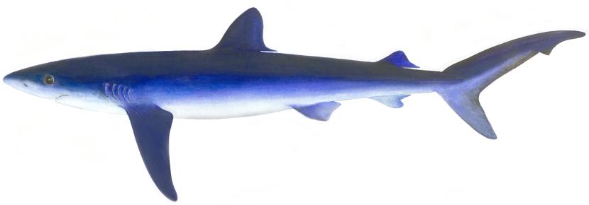 Illustrations of blue sharks Dietrich donated by the Scottish Sea Angling Conservation Network