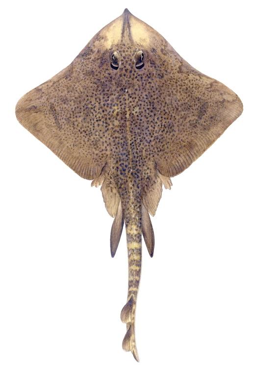Thornback skate - Illustrations of sharks and skate by Dietrich donated by the Scottish Sea Angling Conservation Network