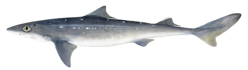 Spurdog - Illustrations of sharks and skate by Dietrich donated by the Scottish Sea Angling Conservation Network