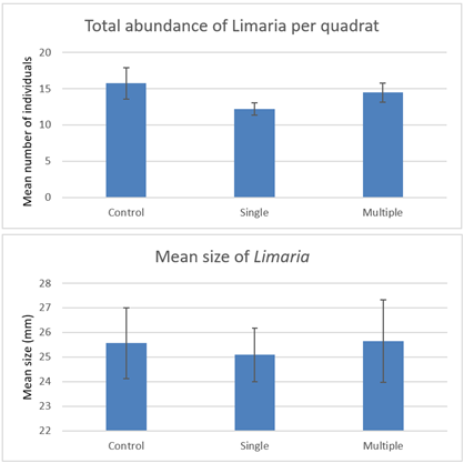 Bar graphs showing post disturbance mean abundance and mean size of Limaria on the control, single drag and multiple experimental drag treatments at Loch Sligachan.