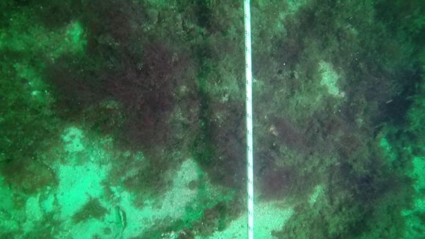 Video stills of seabed.