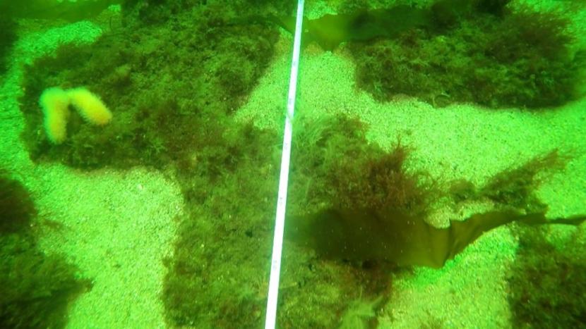Video stills of seabed.