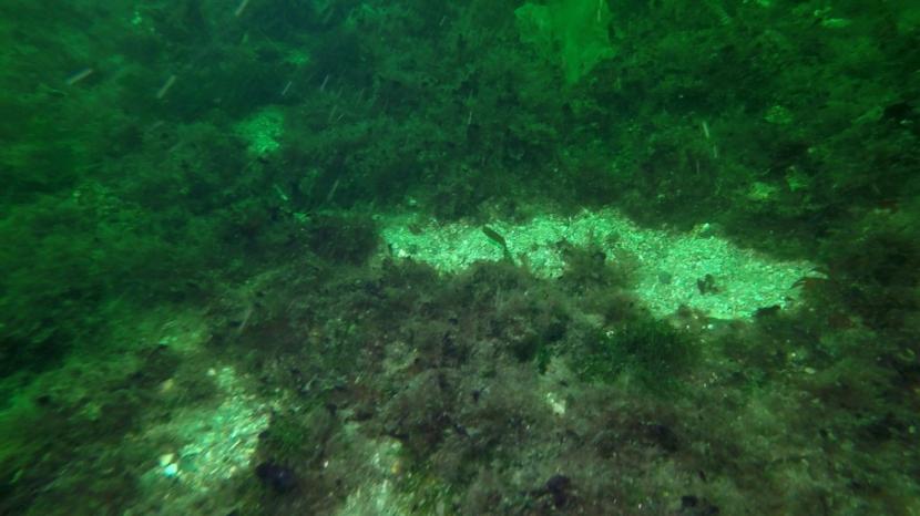 Video still of seabed.