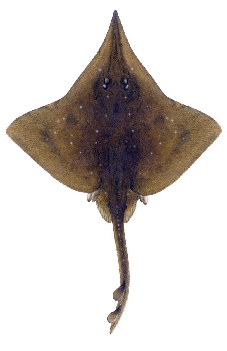 Long-nosed skate - Illustrations of sharks and skate by Dietrich donated by the Scottish Sea Angling Conservation Network