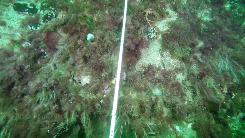 Video stills of seabed.