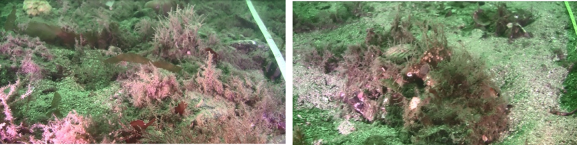 Two images of the seabed taken at site M3 in 2017.  The image on the left shows the control site and the image on the right shows the track site.