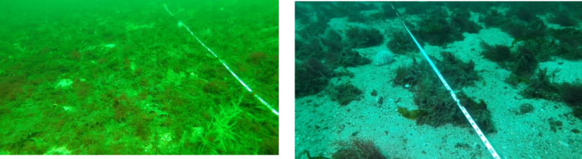 Two images of the seabed taken at site M3 in 2021.  The image on the left shows the control site and the image on the right shows the track site.