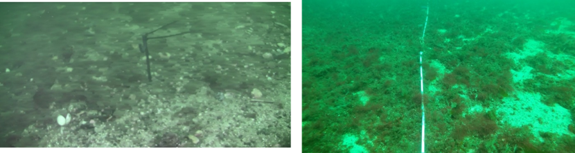 Two images of the seabed taken at site M3 track boundary.  The image on the left is from 2017 and that on the right from 2021.
