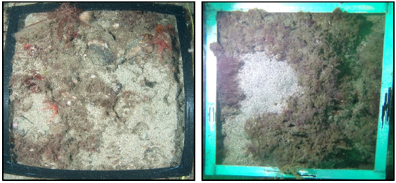 Two images of quadrats on the seabed on the M1 track area.  The image on the left is from 2017 and that on the right from 2021.