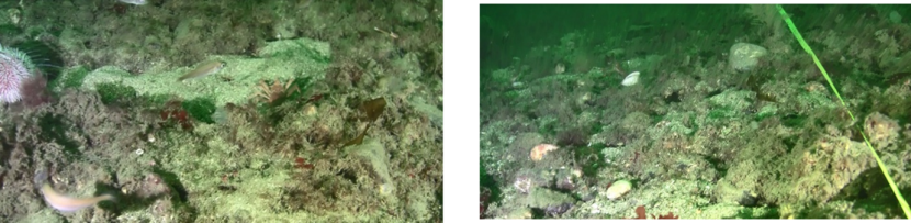 Two images of the seabed taken at site M1 in 2017.  The image on the left shows the control site and the image on the right shows the track site.
