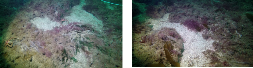 Two images of the seabed taken at site M1 in 2021.  The image on the left shows the control site and the image on the right shows the track site.