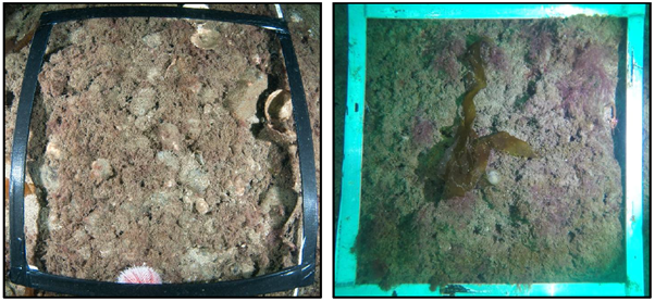 Two images of quadrats on the seabed on the M2 track area.  The image on the left is from 2017 and that on the right from 2021.