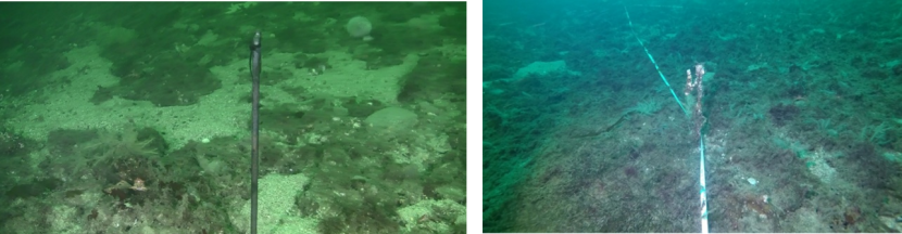 Two images of the seabed taken at site M1 track boundary.  The image on the left is from 2017 and that on the right from 2021.