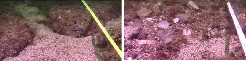 Two images of the seabed taken at site M2 in 2017.  The image on the left shows the control site and the image on the right shows the track site.