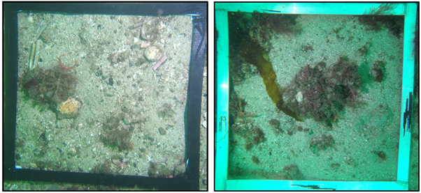 Two images of quadrats on the seabed on the M3 track area.  The image on the left is from 2017 and that on the right from 2021.