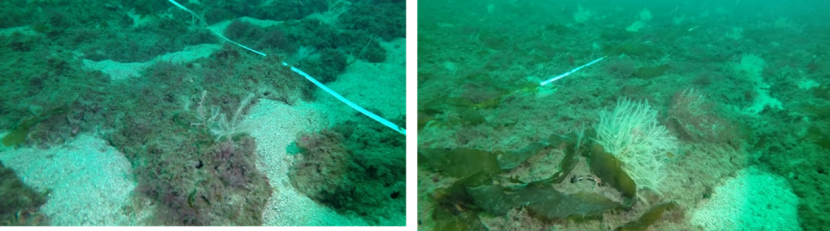 Two images of the seabed taken at site M2 in 2021.  The image on the left shows the control site and the image on the right shows the track site.
