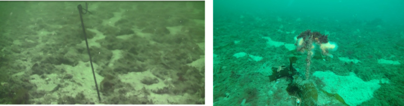 Two images of the seabed taken at site M2 track boundary.  The image on the left is from 2017 and that on the right from 2021.