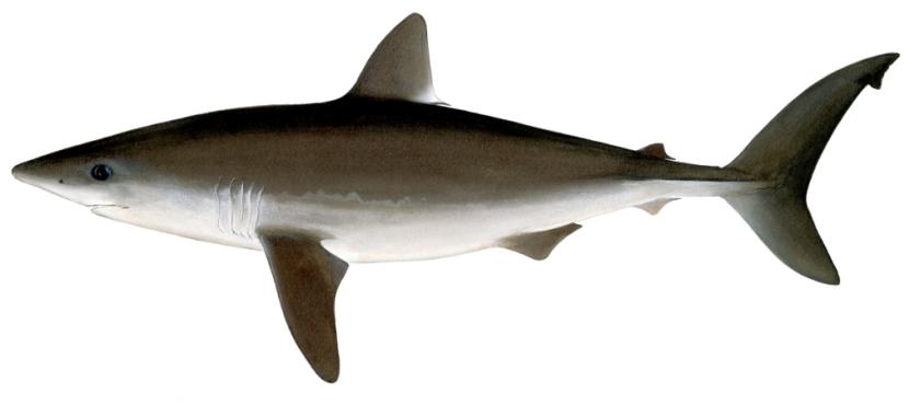 Image of a Porbeagle - Illustrations of sharks and skate by Dietrich donated by the Scottish Sea Angling Conservation Network