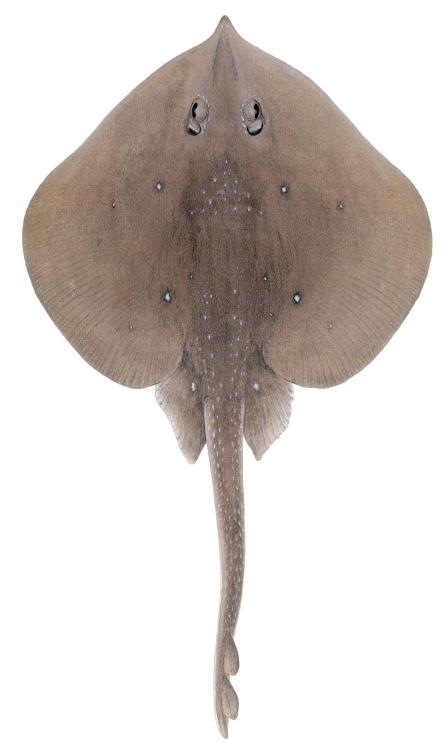 Sandy Skate - Illustrations of sharks and skate by Dietrich donated by the Scottish Sea Angling Conservation Network