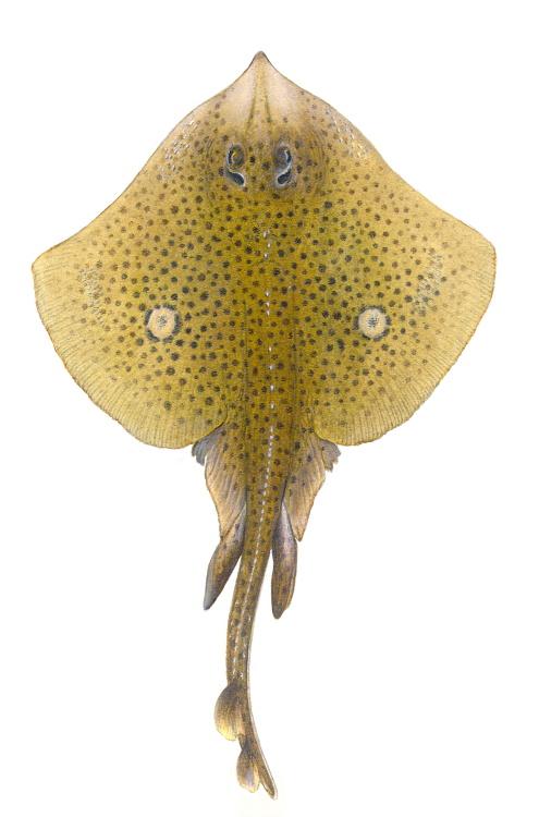 Spotted Skate - Illustrations of sharks and skate by Dietrich donated by the Scottish Sea Angling Conservation Network