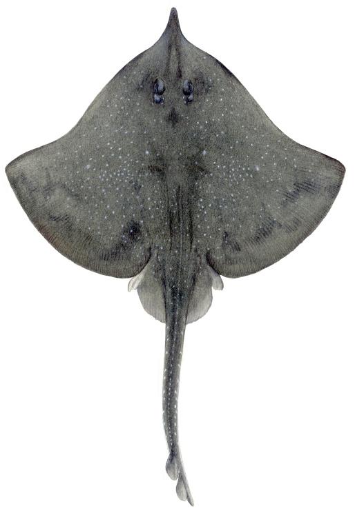 White Skate - Illustrations of sharks and skate by Dietrich donated by the Scottish Sea Angling Conservation Network