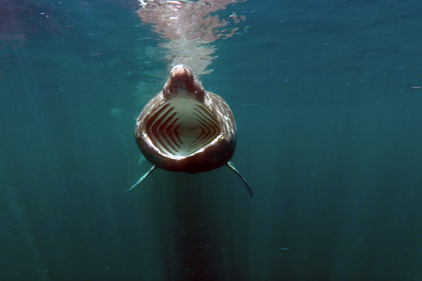 Looking into the jaws of a feeding basking shark