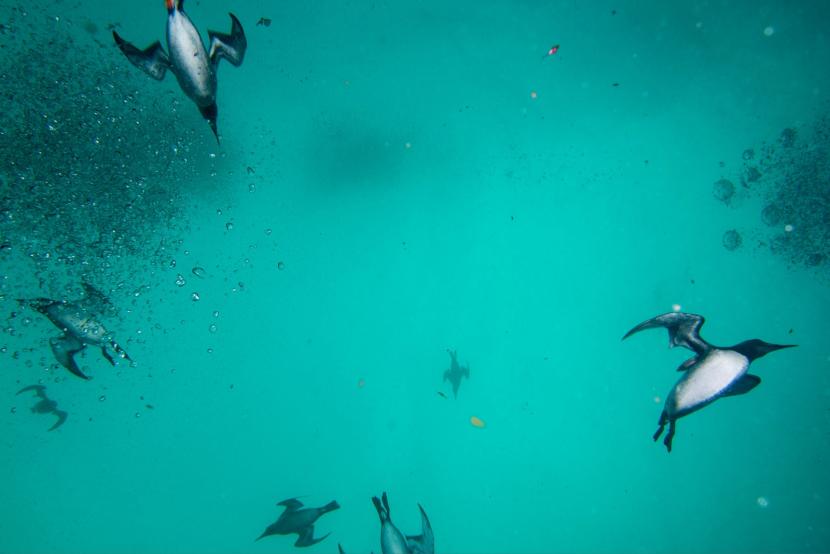 Guillemots flying under water