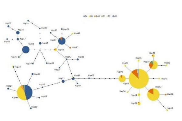 infographic