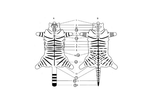 Image showing outline of 2 cats.