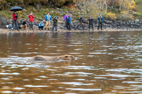 Female beaver swimming in Loch Beinn a’ Mheadhoin