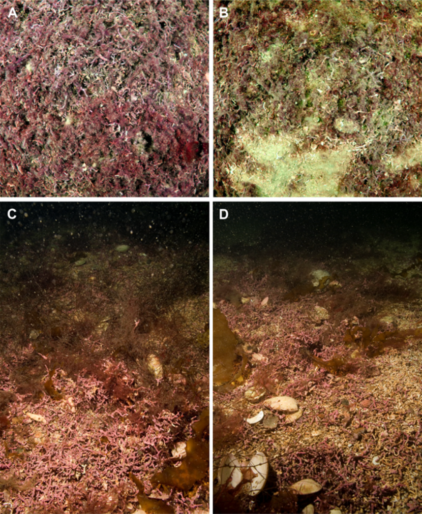Maerl bed at site WER03, Tanera More