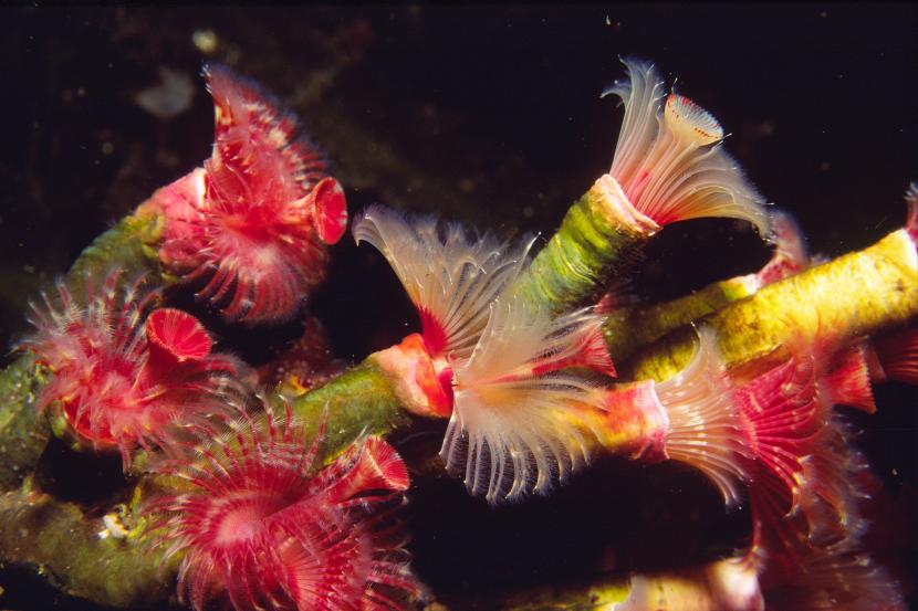 Serpulid worm close-up in Loch Creran.