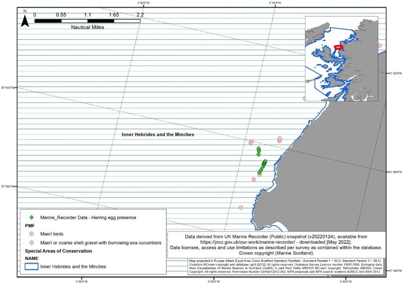 Map showing data from DDV in the Inner Sound where herring egg presence was recorded interspersed with maerl bed records.