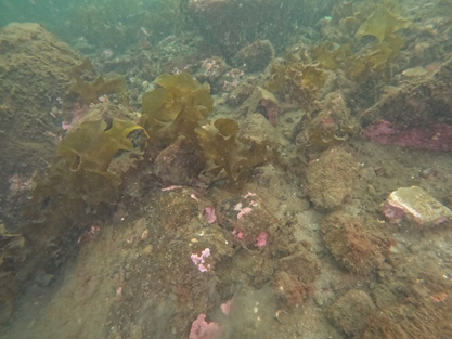 An image showing the typical seabed capture on diver transect 1.