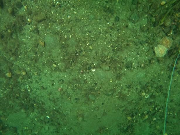 An image showing a nudibranch capture on diver transect 1.