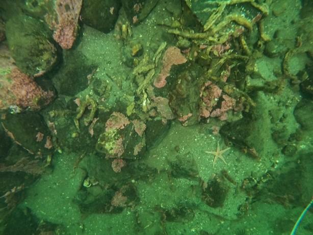 An image showing parchment worm capture on diver transect 1.