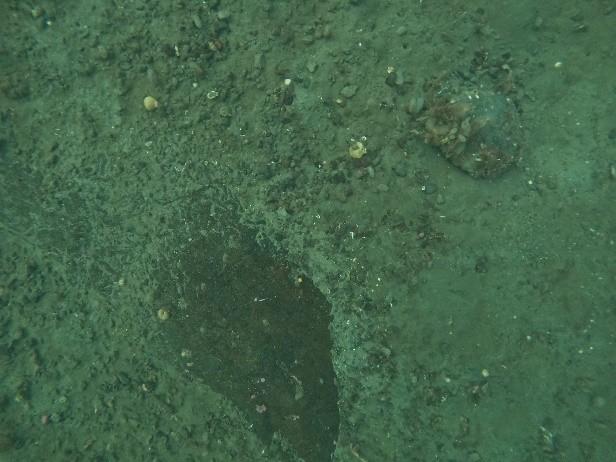An image showing still of the seabed from ROV transect 1 wider area.