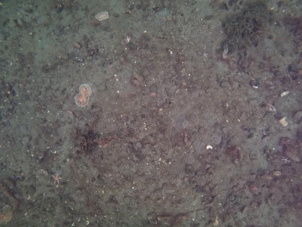 An image showing a nudibranch capture on ROV transect 1 wider area.