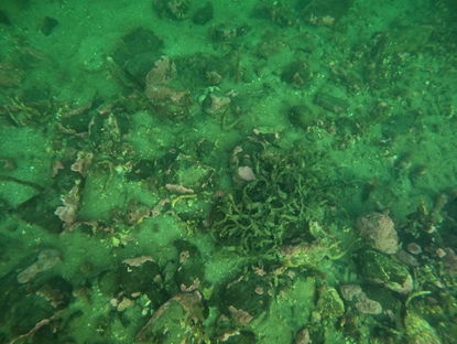 An image showing parchment worm capture on ROV transect 1 wider area.