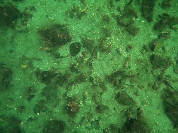 An image showing the typical seabed capture on diver transect 2.