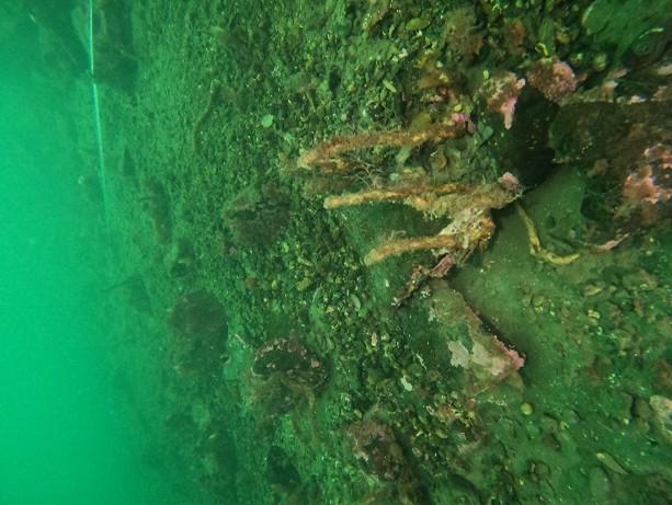 An image showing parchment worm capture on diver transect 2.