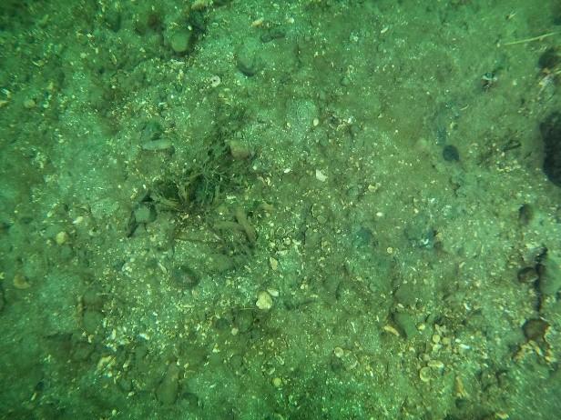 An image showing still of the seabed from ROV transect 2 wider area.