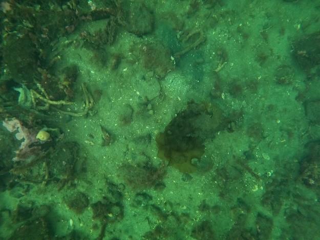 An image showing parchment worm capture on ROV transect 2 wider area.